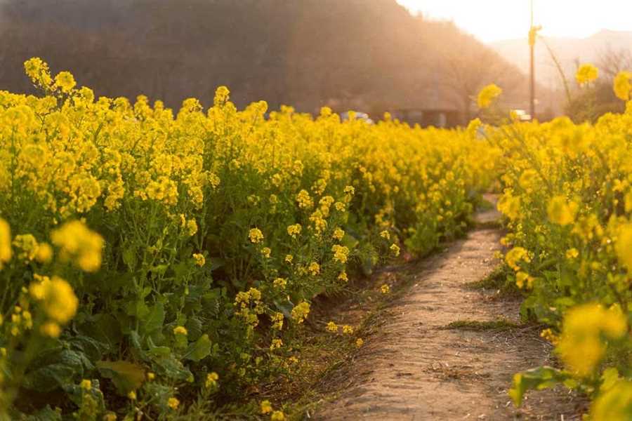 آغاز عملیات خرید کلزا در مازندران