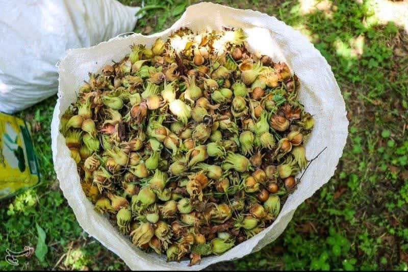  آغاز برداشت فندق از باغات هزارجريب بهشهر