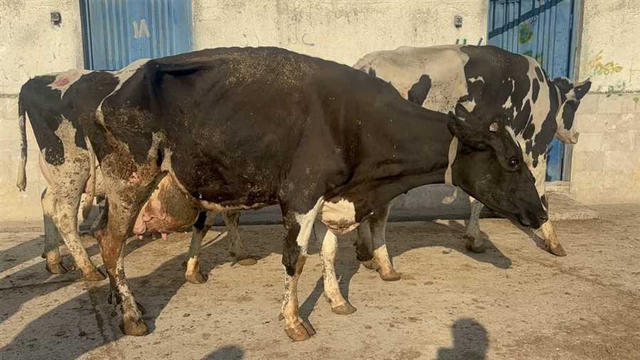 دام‌های آلوده به قائم‌شهر نرسید