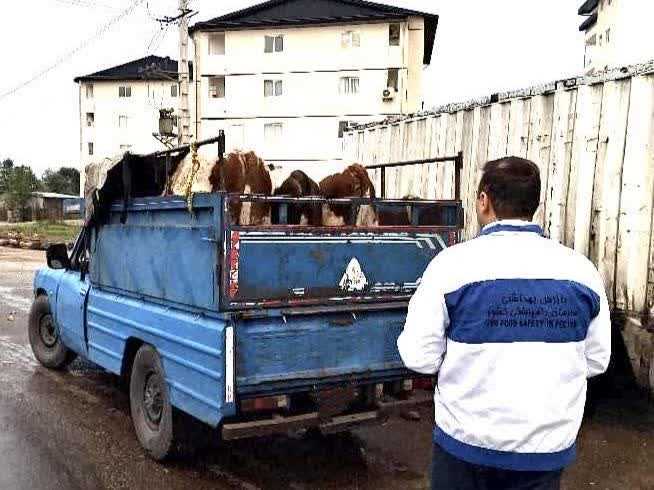 مازندران قُرق شد / دام‌های آلوده زیر تیغ دامپزشکی