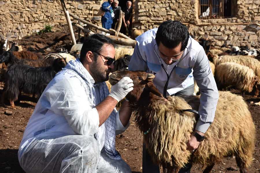 انجام واکسیناسیون رایگان دام در ۲۹ روستای بلده