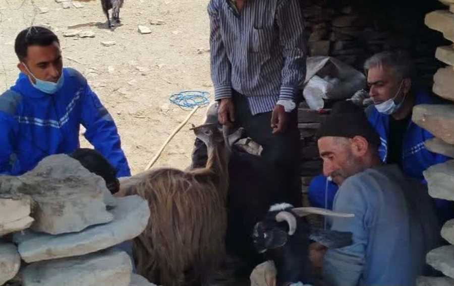 برگزاری رزمایش جهاددامپزشکی در ۴ روستای بلده نور