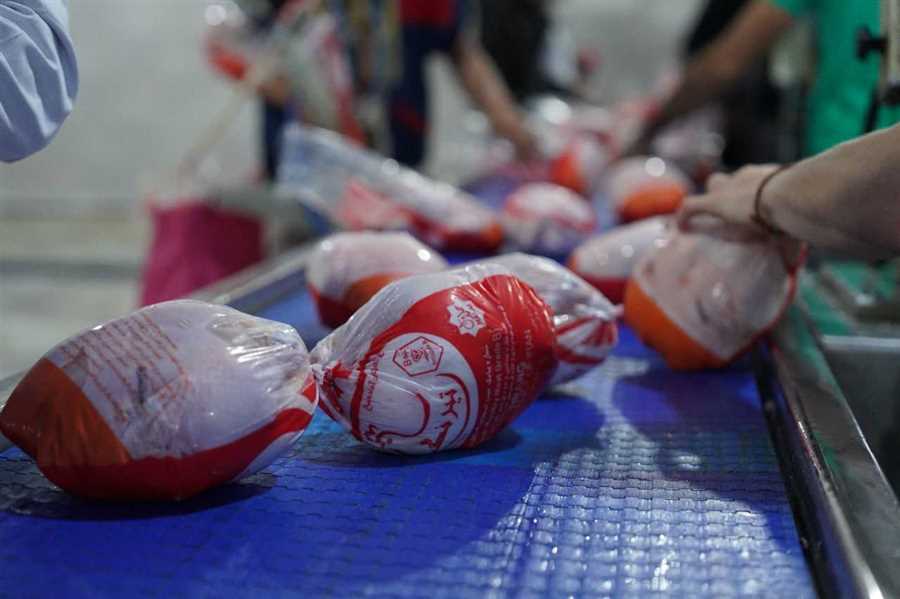 کشتار ۱۴۰ میلیون قطعه مرغ در مازندران