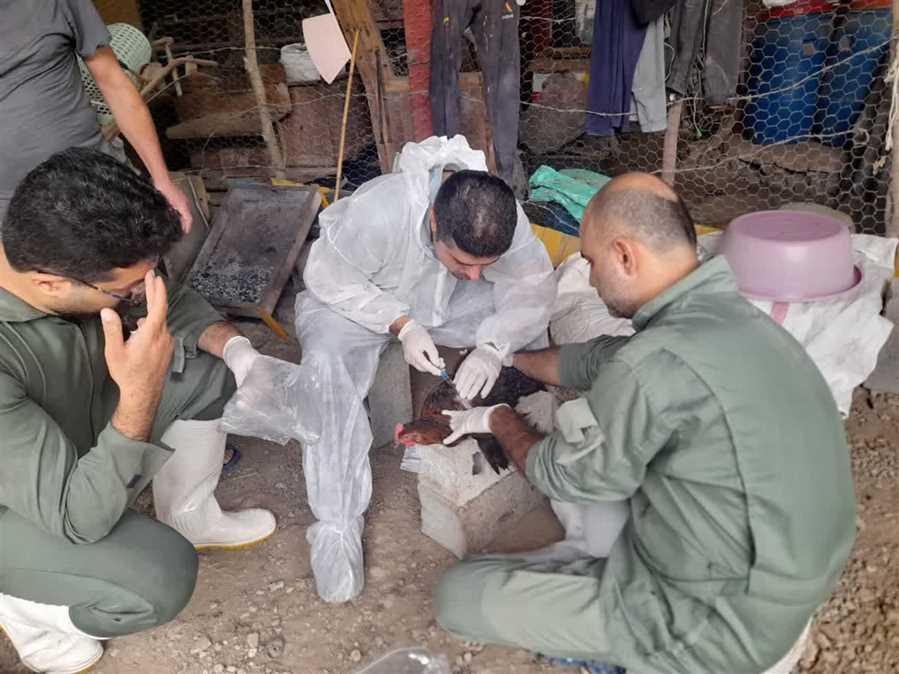 پایش ۱۰ هزار واحدی آنفلوآنزای فوق‌حاد طیور در مازندران