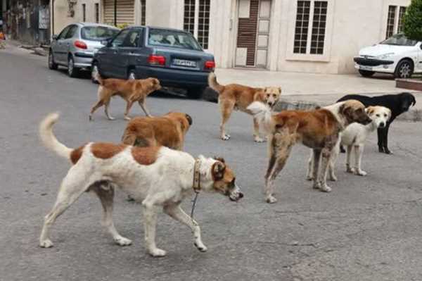 بابل و آمل پیشتاز سگ‌گرفتگی در مازندران
