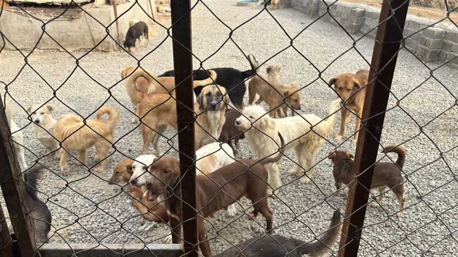 سگ‌های بلاصاحب؛ دامپزشکی و دانشگاه وارد می‌شوند