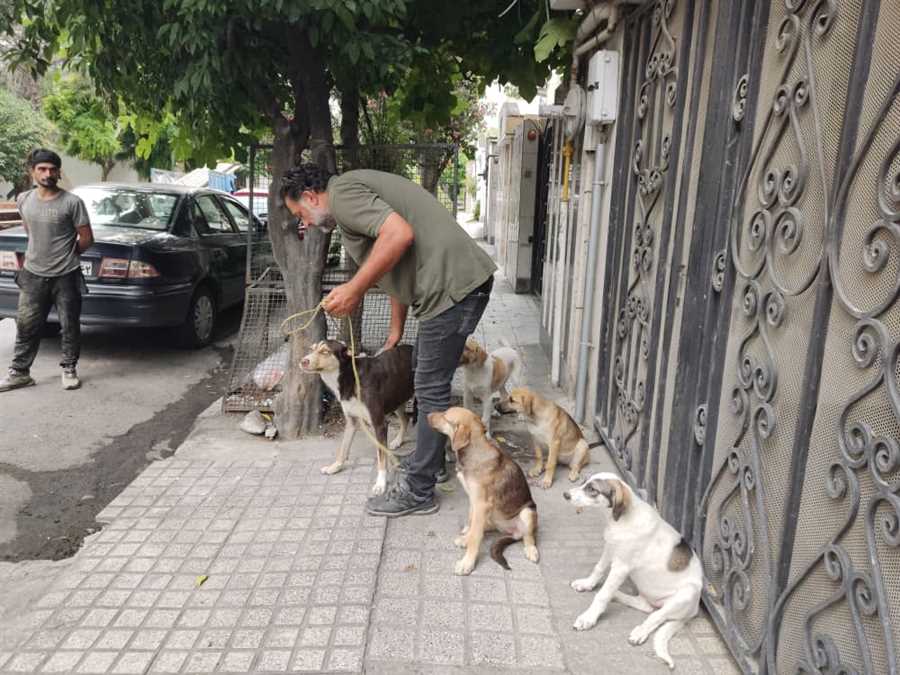 ساری، عاری از سگ‌های خیابانی + تصاویر