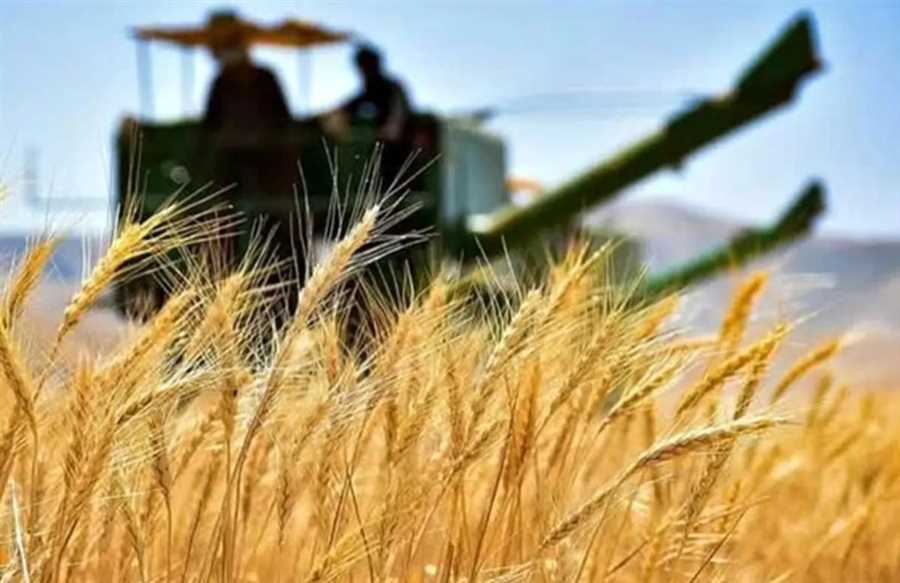  18 مرکز خرید تضمینی گندم در مازندران راه‌اندازی شد