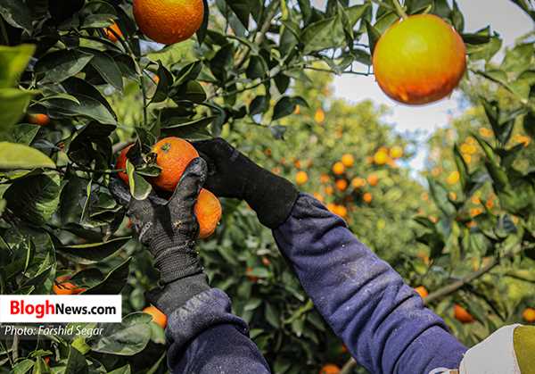 باغداران در برداشت نارنج عجله کنند