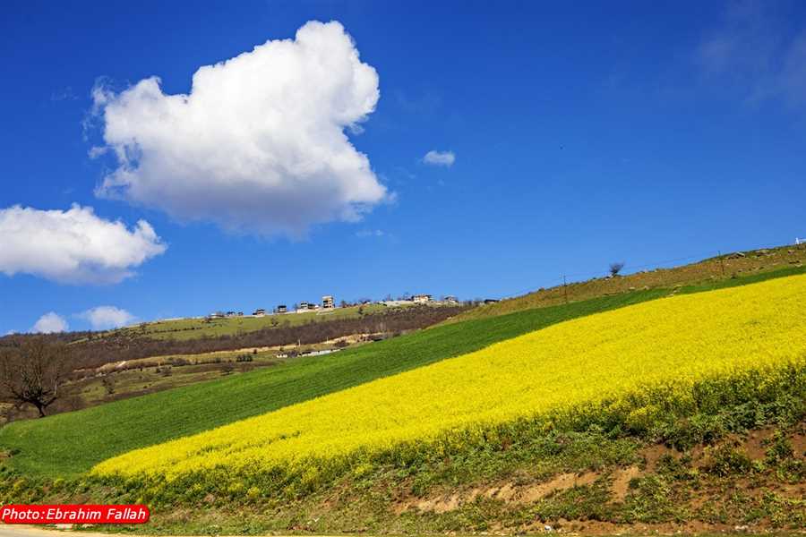 روزگار خوش کلزا در مازندران