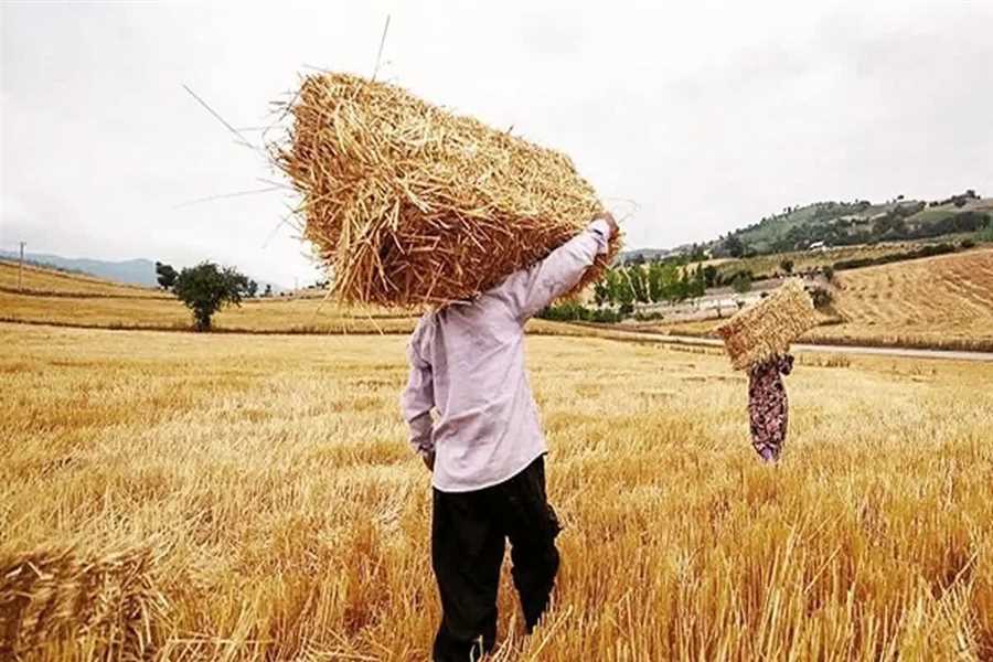 آغاز خرید تضمینی گندم در مازندران